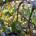 Due Mari ססטרי לבאנטה